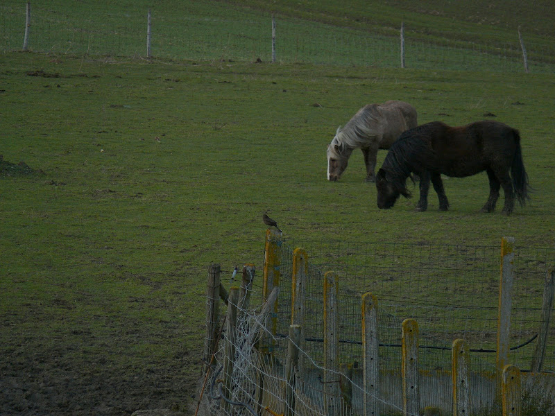 Oiseau et Poneys P1000811